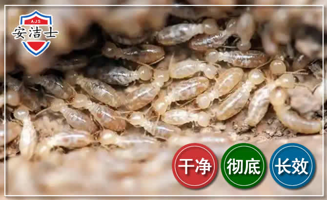 婺城区白蚁防治