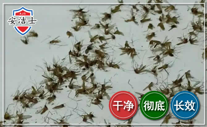 婺城区苍蝇防治-灭蝇