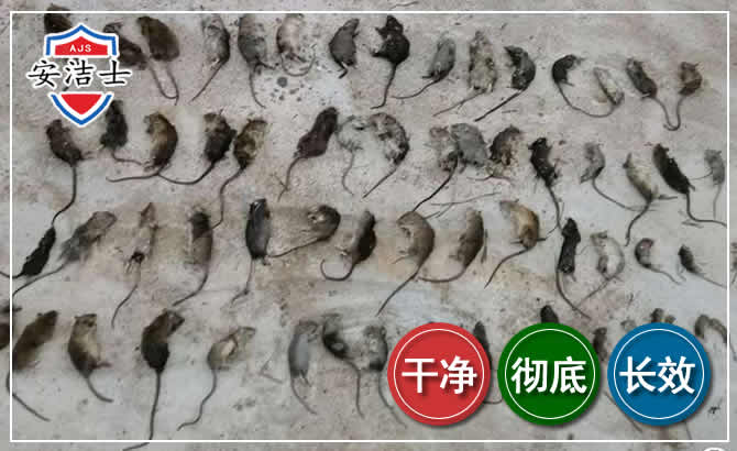 婺城区鼠害防治-灭鼠