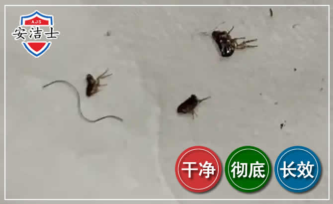 婺城区跳蚤防治-灭跳蚤