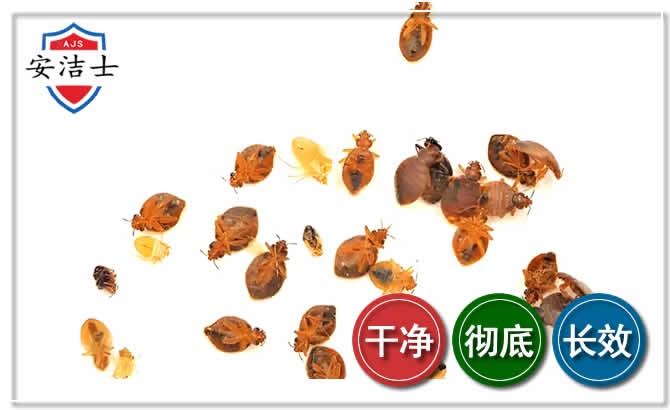 婺城区臭虫防治-消灭臭虫